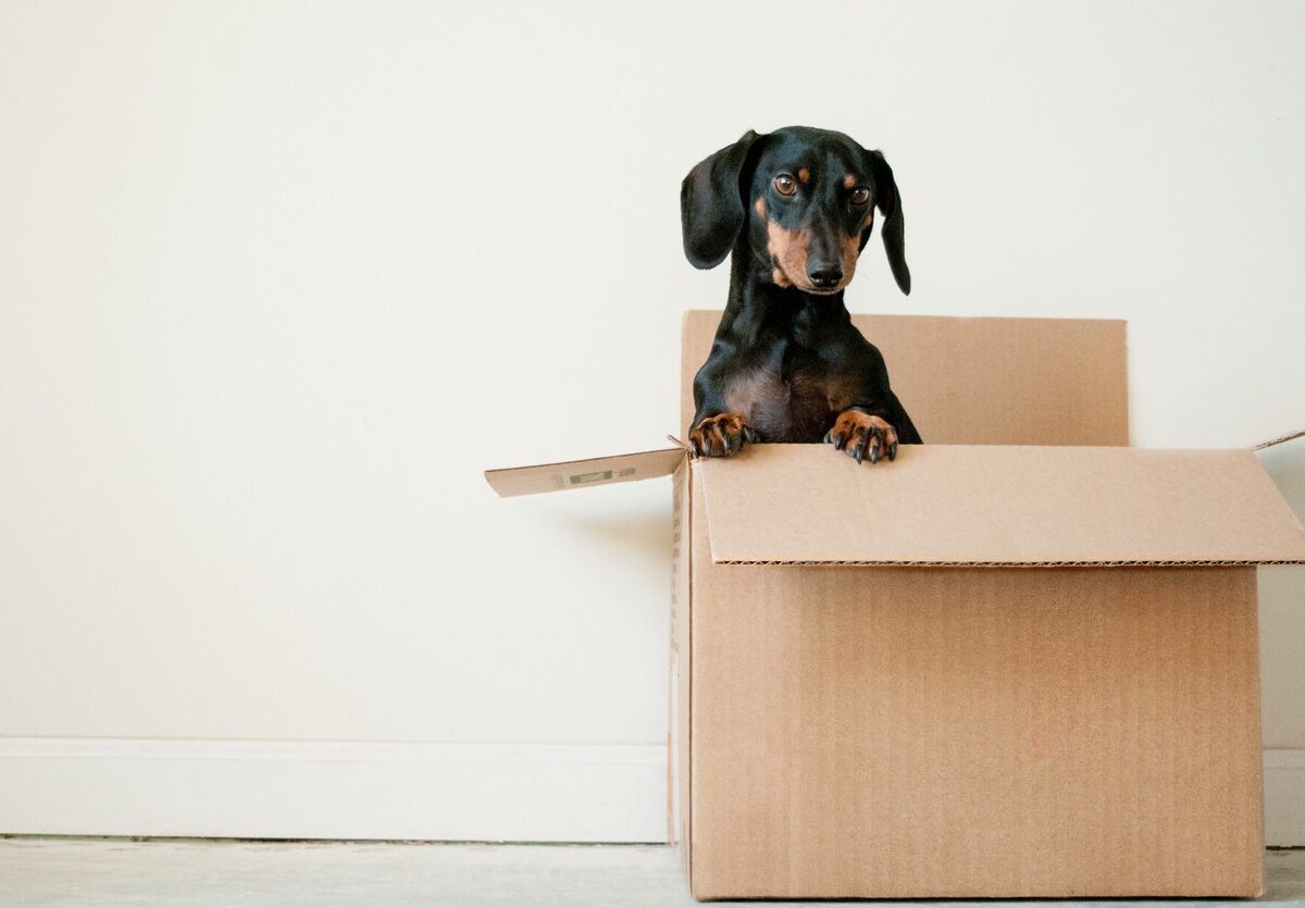 A small black dog stands up in a cardboard box