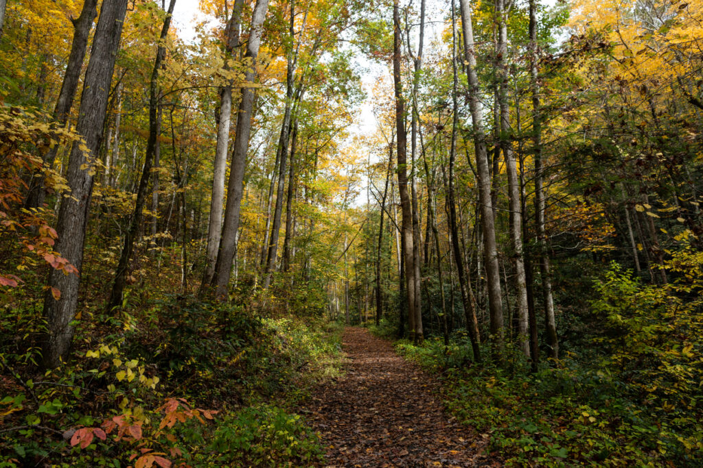 A tree-lined pathway along the Appalachian Trail in the fall.