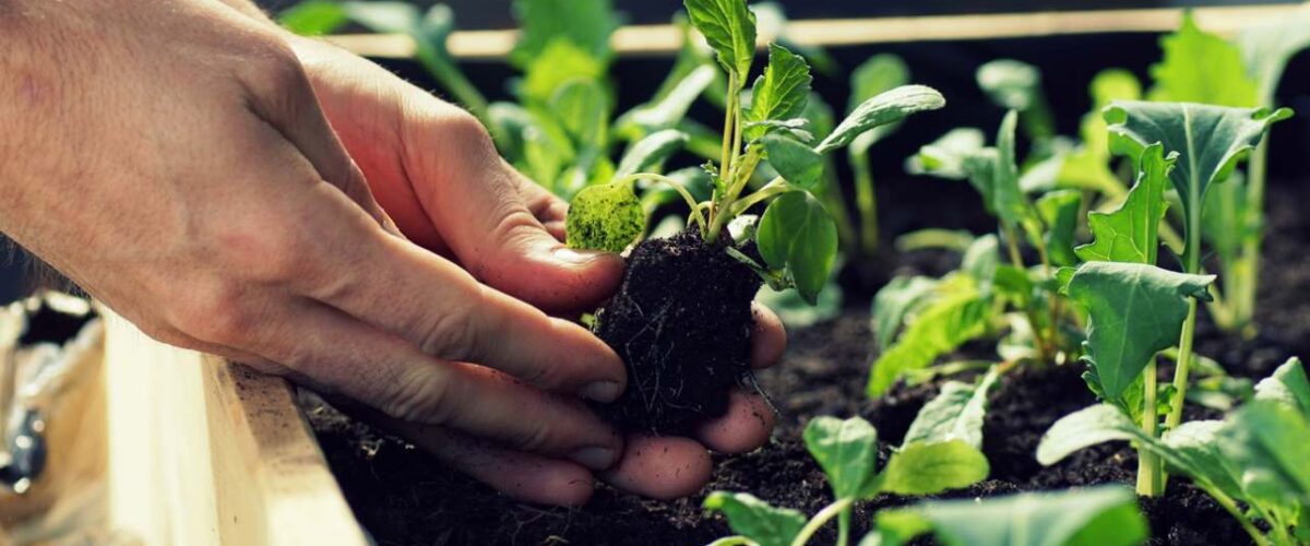 Hands place a seedling plant in soil in a raised garden bed next to planted leafy greens.