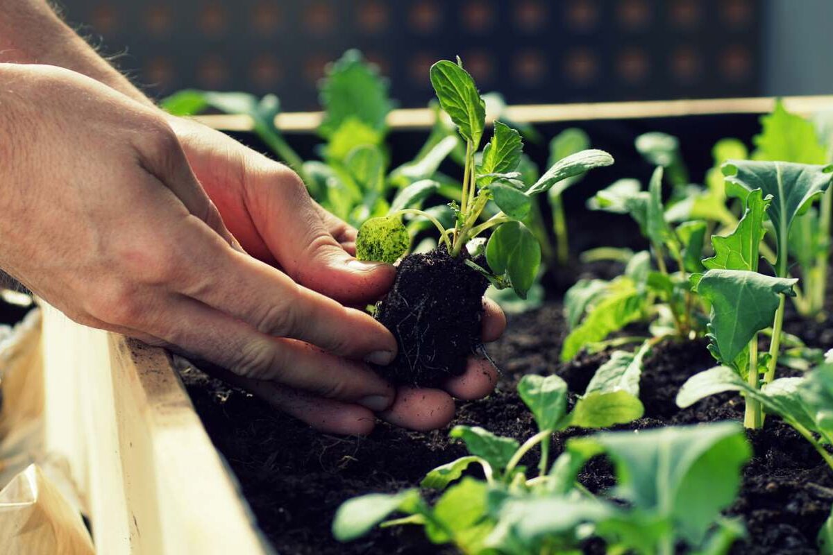 Hands place a seedling plant in soil in a raised garden bed next to planted leafy greens.