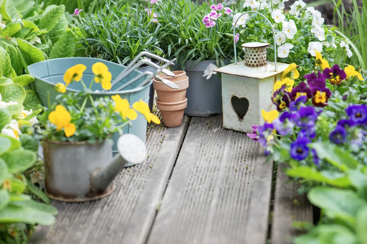 Blooming spring flowers arranged on a wooden terrace on a sunny spring day. 