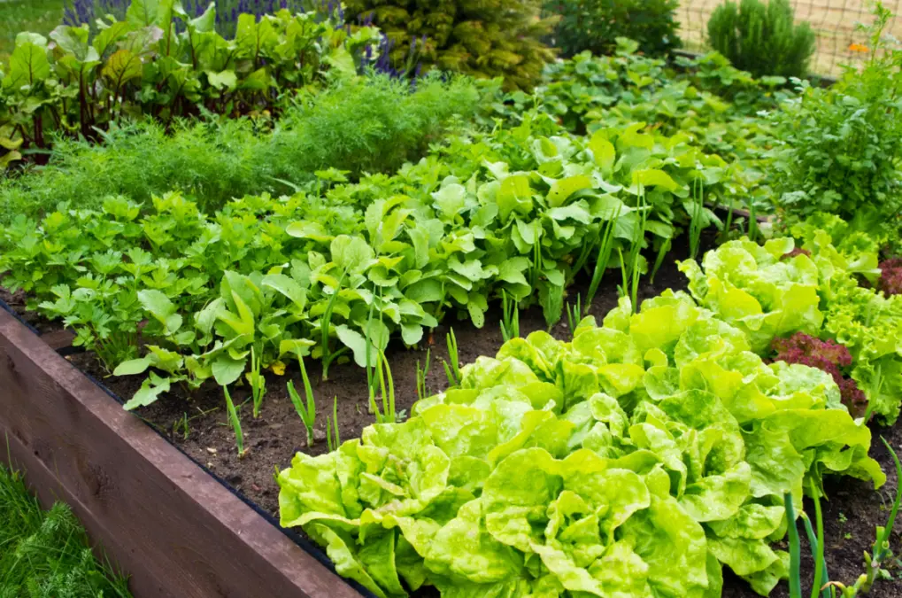  A raised bed full of luscious leafy greens like lettuce, green onions, dill, cilantro, and more. 